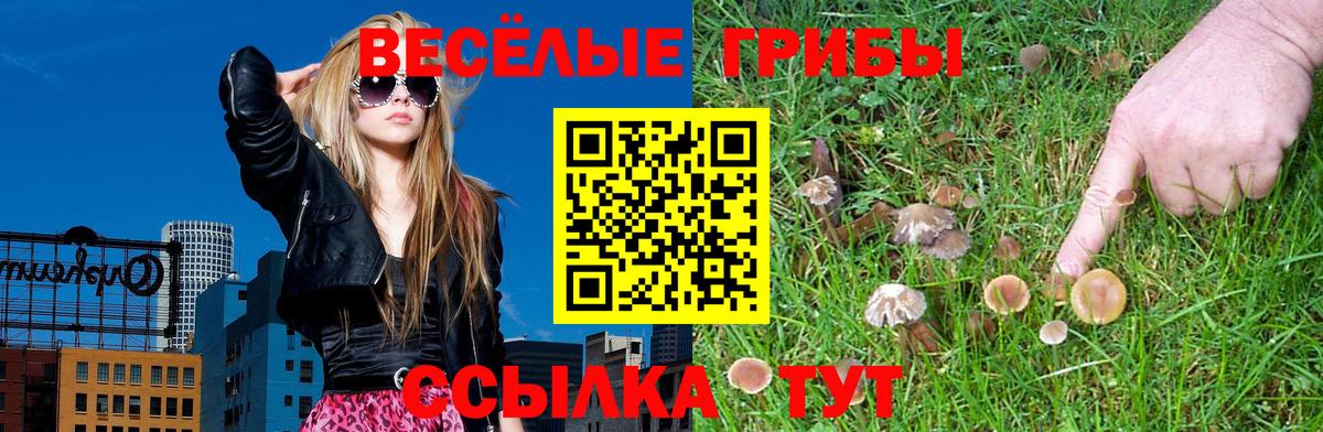 Галлюциногенные грибы Psilocybe Калининград